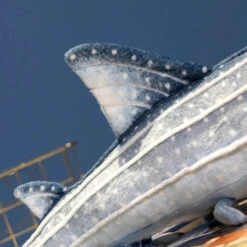 Kawaii Blue Whale Shark Soft Toy Plushie -Kawaii Store kawaiies plushies plush softtoy kawaii blue whale shark soft toy plushie soft toy 445939